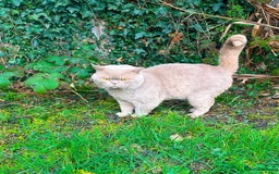 British Shorthair cats for sale: GCCF reg BS kittens true to type cinnamon  - Image 14