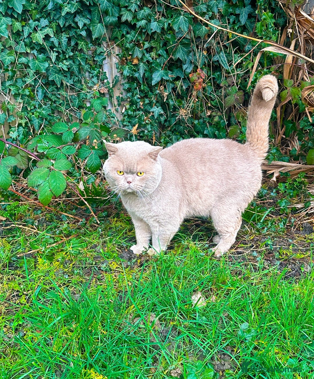British Shorthair cats for sale: GCCF reg BS kittens true to type cinnamon  - Image 14