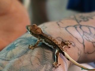 Gecko reptiles - Advert 17