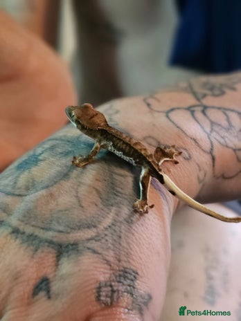 Gecko reptiles - Advert 16