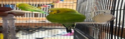 Budgerigars birds for sale: Gorgeous budgies - Advert 2