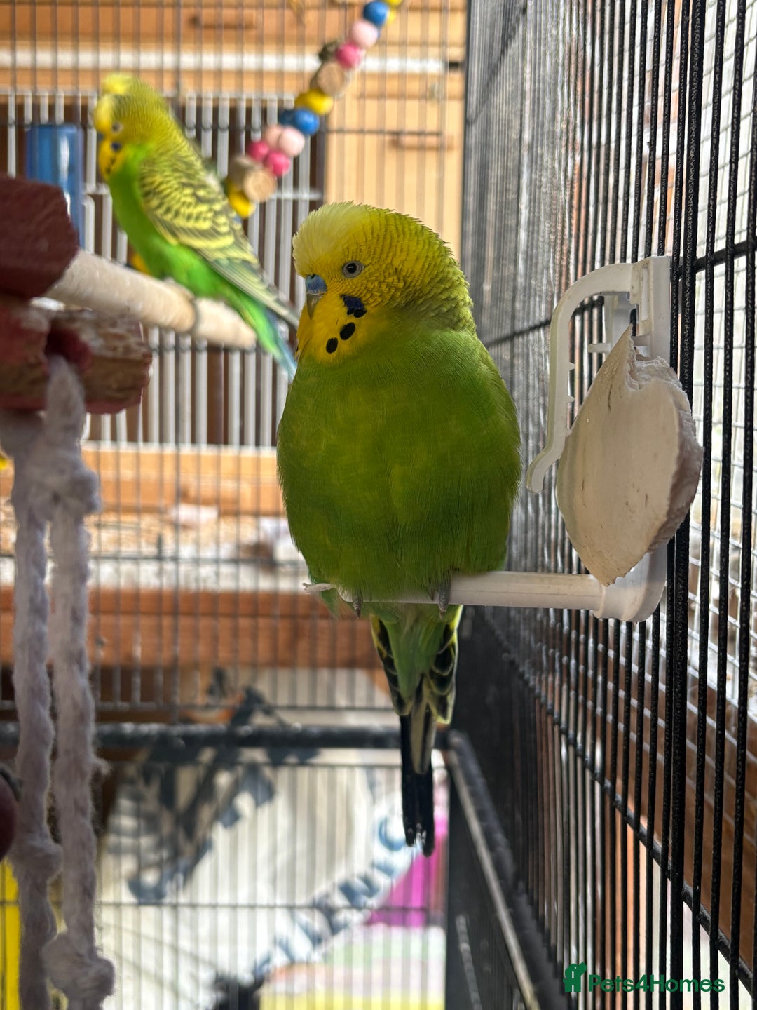 Budgerigars birds for sale: Gorgeous budgies - Advert 2