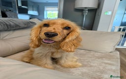 Cocker Spaniel dogs for sale: GOLDEN SHOW COCKER PUPPIES  - Image 7
