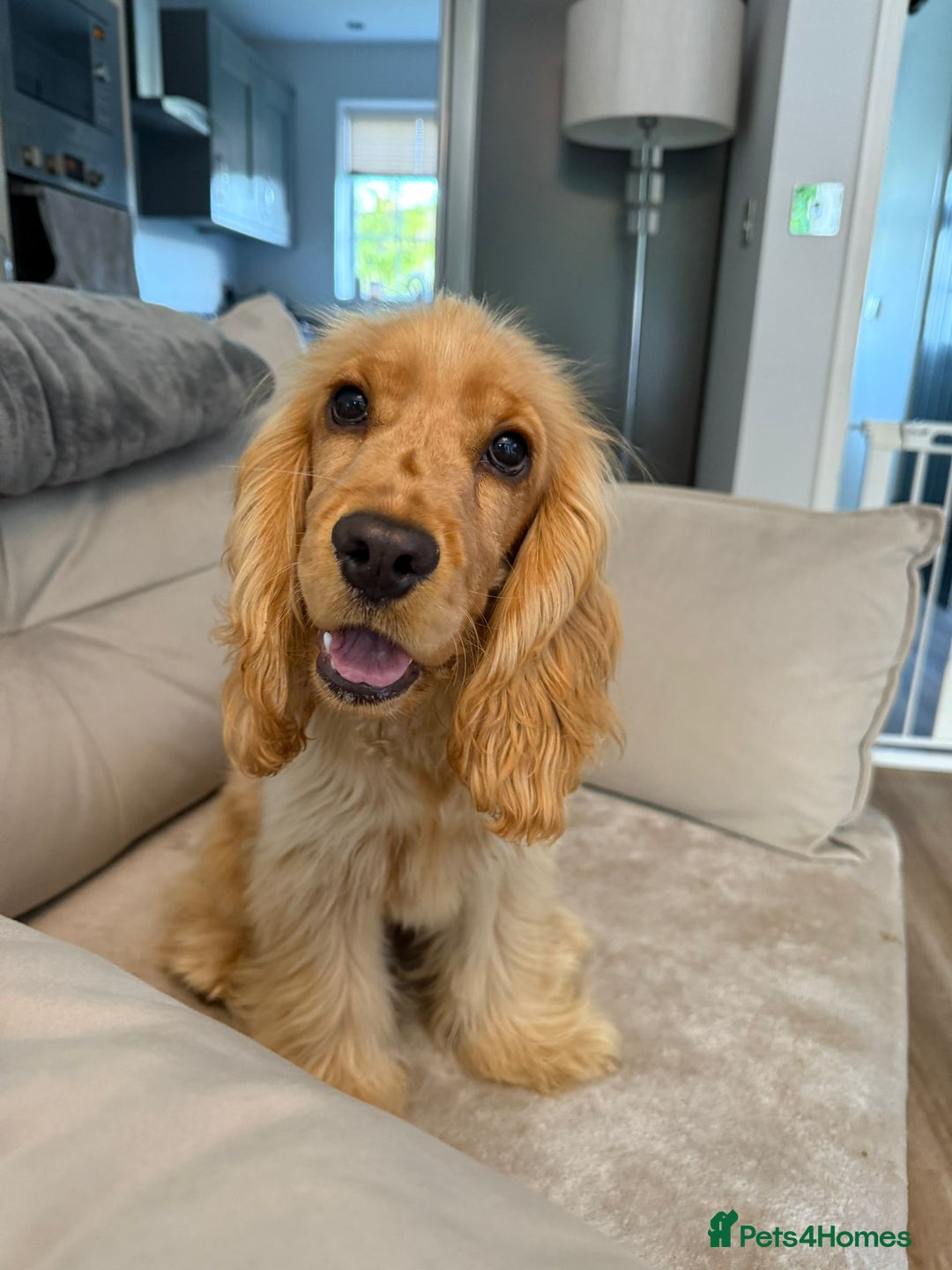 Cocker Spaniel dogs for sale: GOLDEN SHOW COCKER PUPPIES  - Image 7