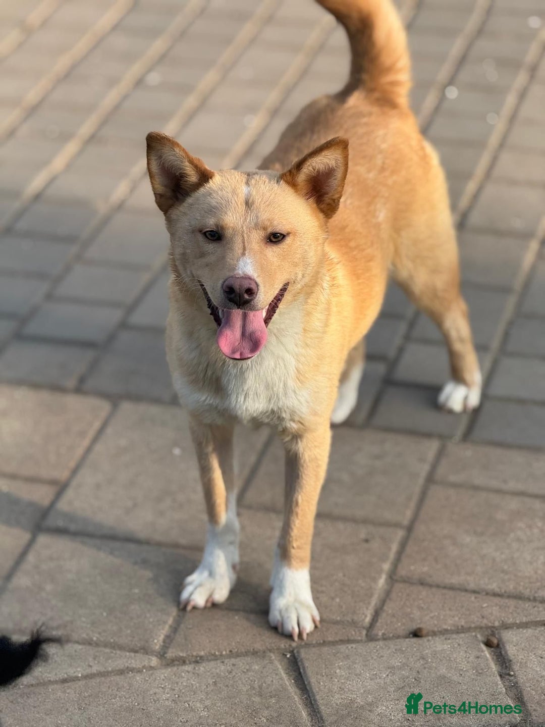 Mixed Breed dogs for adoption: Gorgeous Bill ready for his home - Advert 16