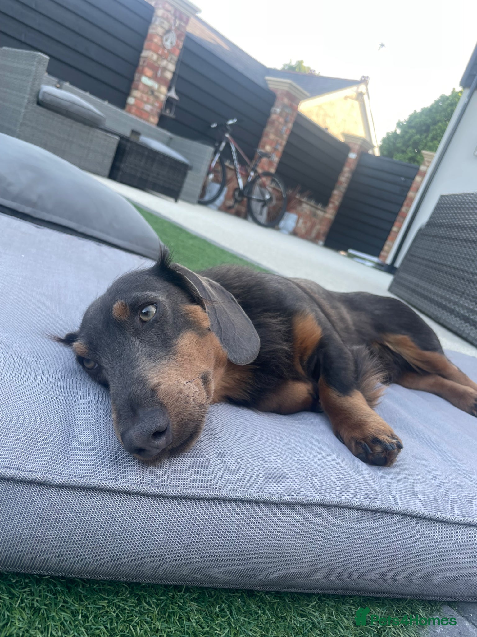Dachshund dogs Long haired dachshund  - Advert 7