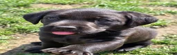 Labrador Retriever dogs for sale: *1 Girl left*Ready to Leave* KC Mam & Dad at home - Advert 26