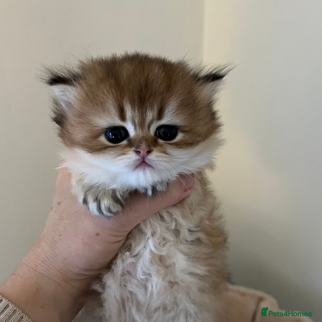 British Longhair cats for sale: Gorgeous Golden British Longhair & Shorthair  - Advert 6