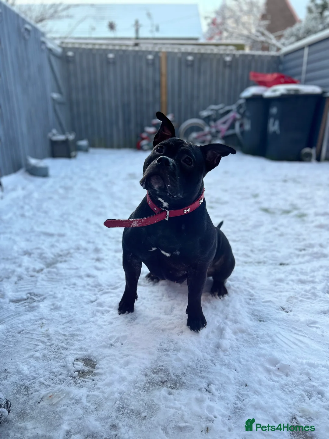 American Bully dogs for sale: Needs a genuine loving home..  in Peterlee - Advert 8