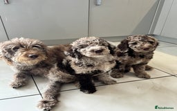 Australian Labradoodle dogs for sale: *waiting list* Australian labradoodles - Image 14