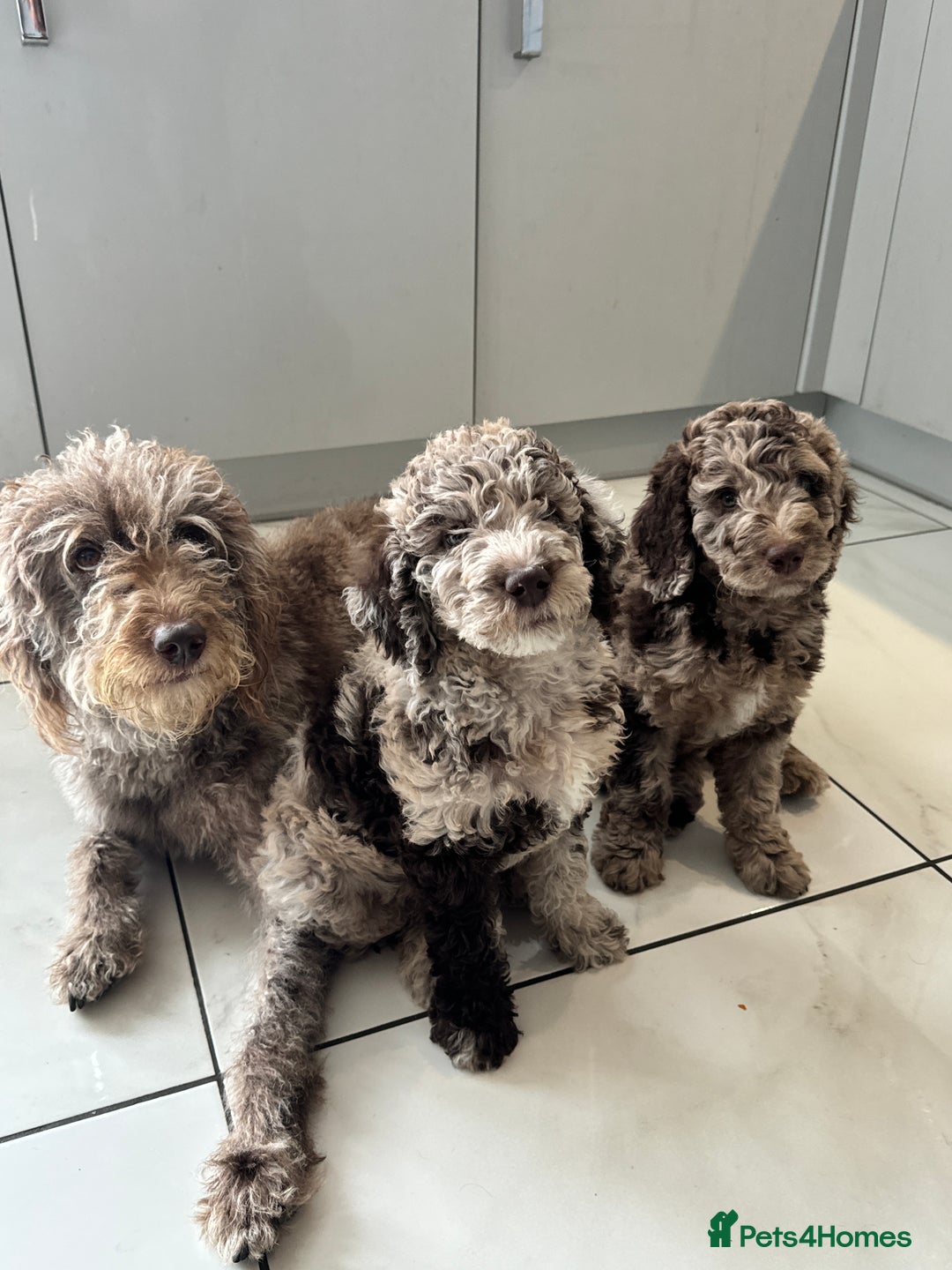 Australian Labradoodle dogs for sale: *waiting list* Australian labradoodles - Image 14