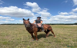 English Thoroughbred horses for sale: Five winds bunny b  - Image 1