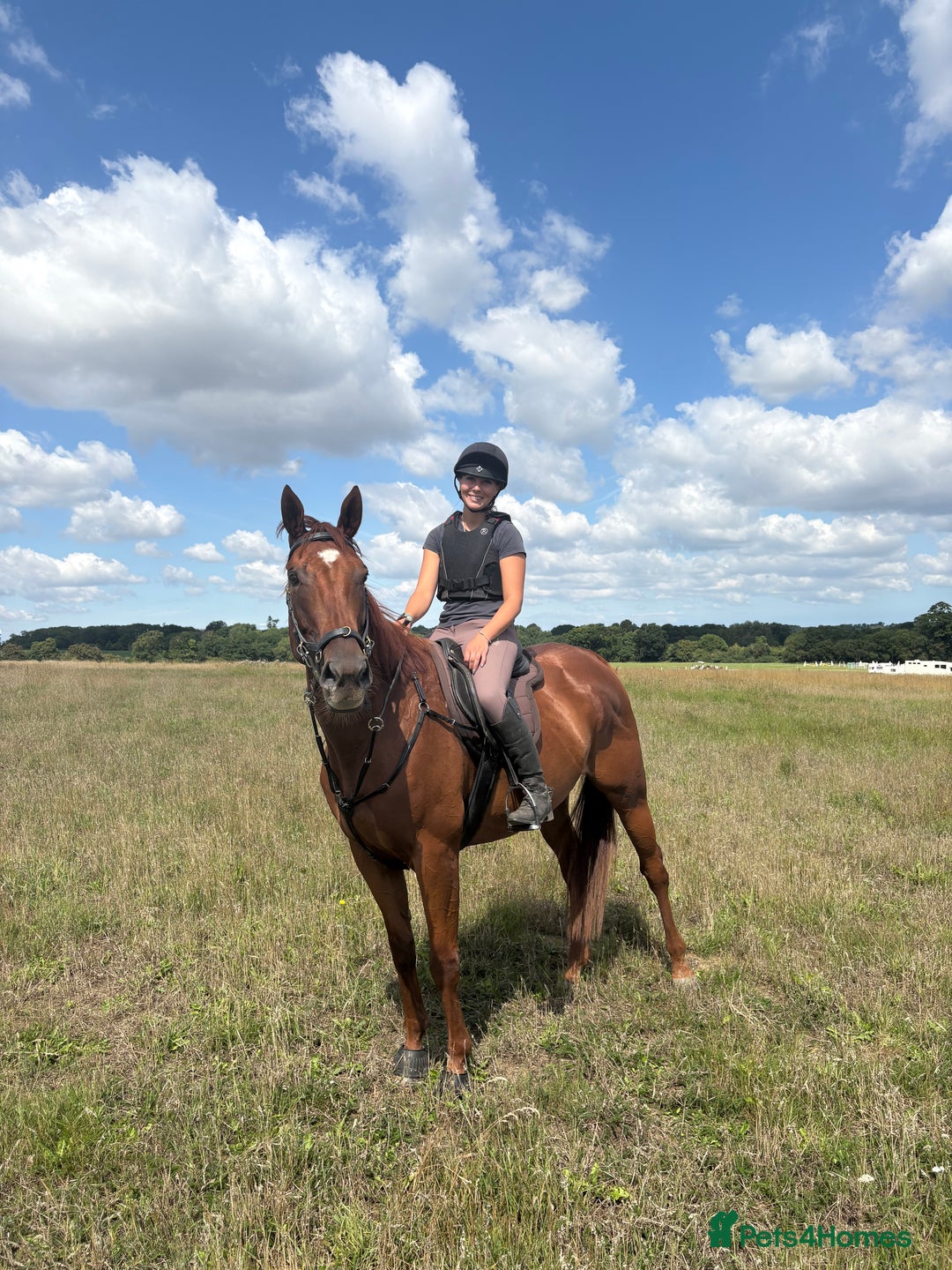 English Thoroughbred horses for sale: Five winds bunny b  - Image 1