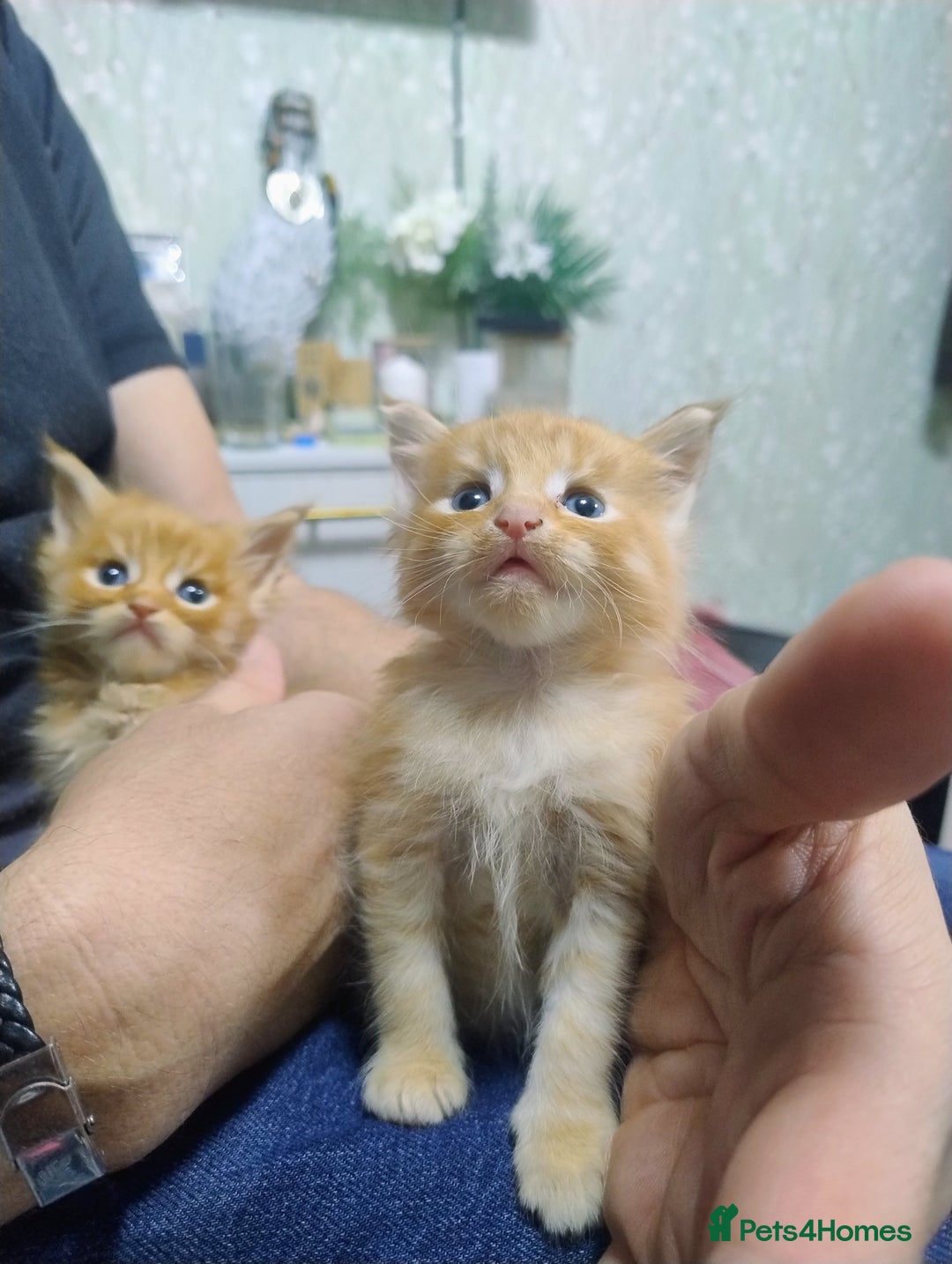 Maine Coon cats for sale: LAST 2! Ginger Girl & Boy full Maine Coon Kittens - Advert 20