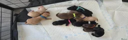 Labrador Retriever dogs for sale: Labrador Puppies  - Advert 4