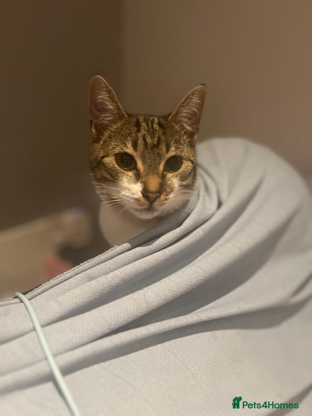 Mixed Breed cats for sale: Rocket  - Image 2
