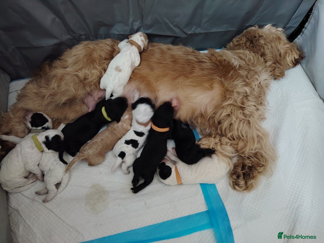 Cockapoo dogs for sale: Cockapoo puppies - Advert 2