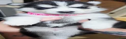 Siberian Husky dogs for sale: 8 Beautiful Siberian Husky puppies for sale - Advert 7