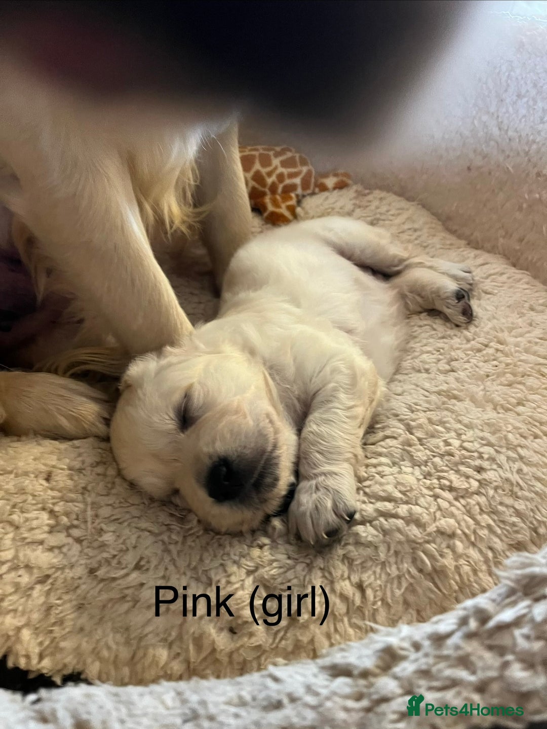 Golden Retriever dogs for sale: KC registered Golden Retriever puppies  - Advert 10