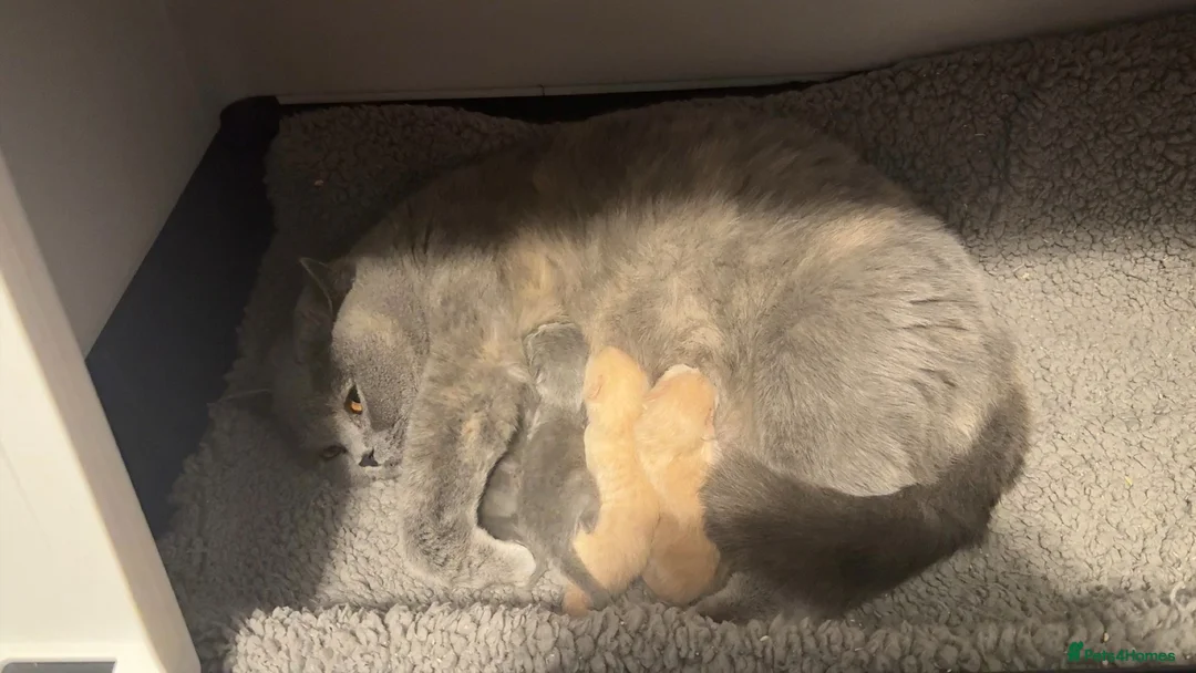 British Shorthair cats for sale: GCCF Registered Blue Female - Advert 11
