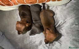 Miniature Dachshund dogs for sale: Miniature Dachshund Puppies 🐾 - Image 3