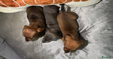 Miniature Dachshund dogs - Advert 10