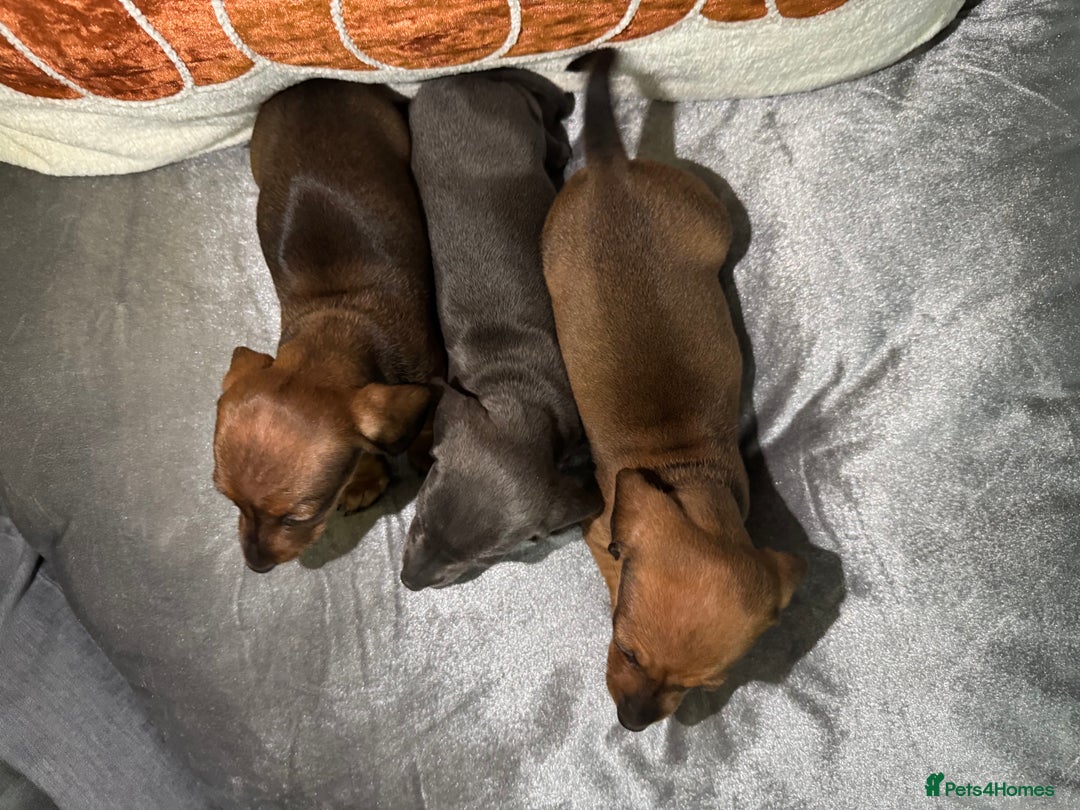 Miniature Dachshund dogs for sale: Miniature Dachshund Puppies 🐾 - Image 3
