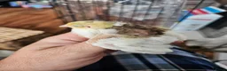 Quail poultry for sale: Various aged quails - Advert 2