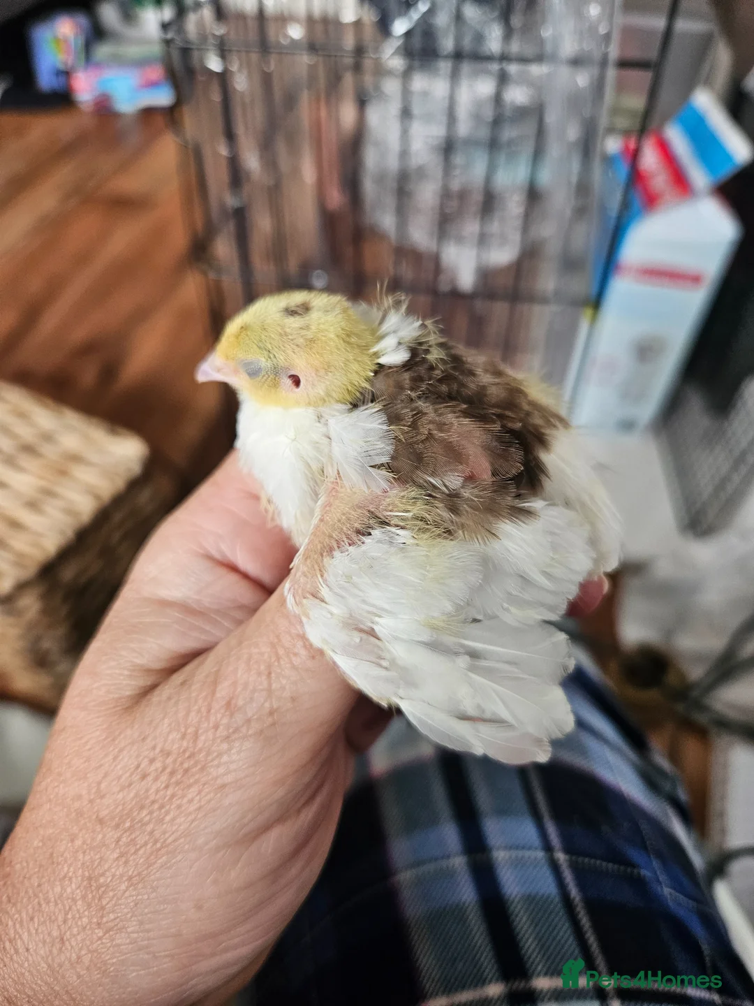 Quail poultry for sale: Various aged quails - Advert 2