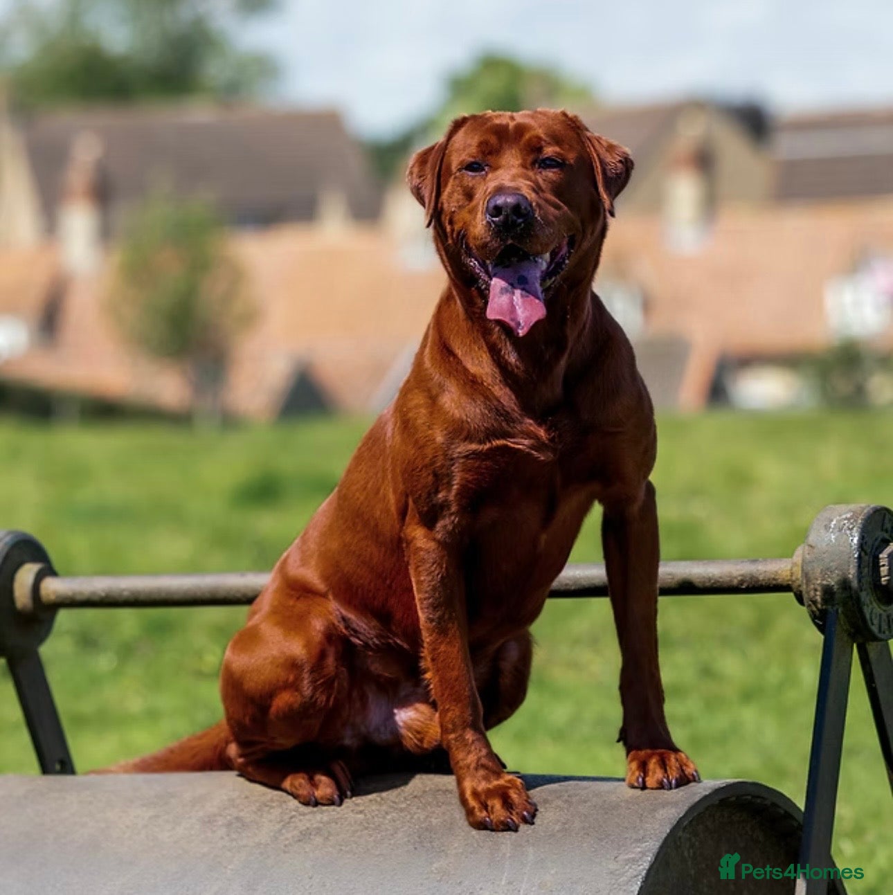 Labrador Retriever dogs Mahogany fox red Labrador  - Advert 14