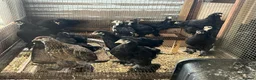 Chickens poultry for sale: Brahma and brahma x faverolles  in Emsworth - Advert 2