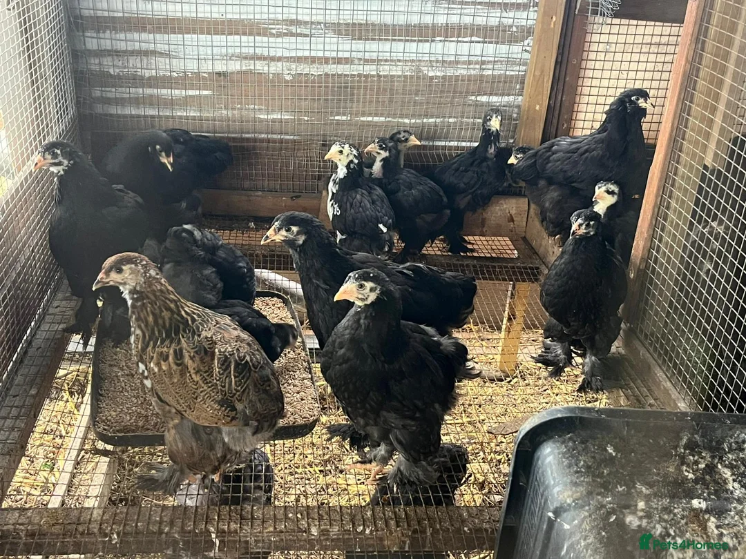 Chickens poultry for sale: Brahma and brahma x faverolles  in Emsworth - Advert 2