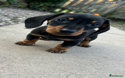 Miniature Dachshund dogs for sale: * REDUCED*READY NOW miniature dachshund puppies  - Image 9