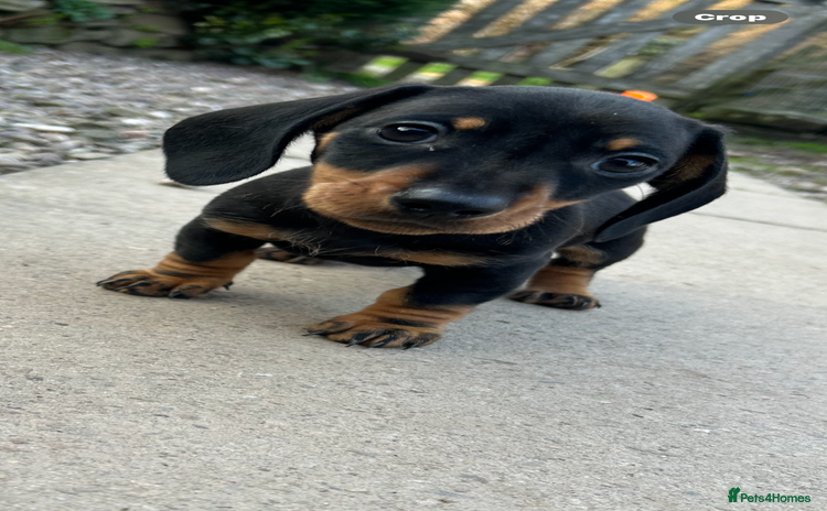 Miniature Dachshund dogs - Advert 4