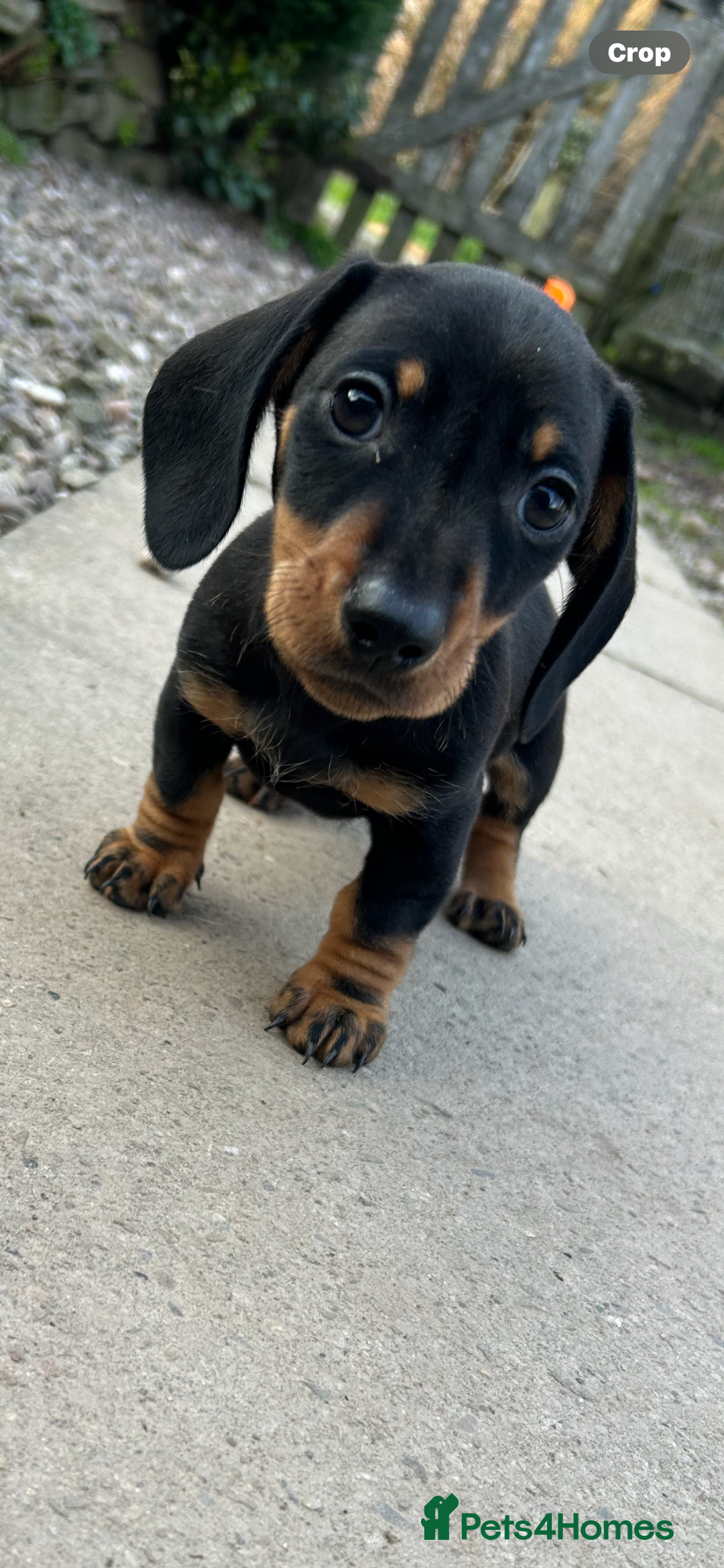 Miniature Dachshund dogs for sale: * REDUCED*READY NOW miniature dachshund puppies  - Image 9