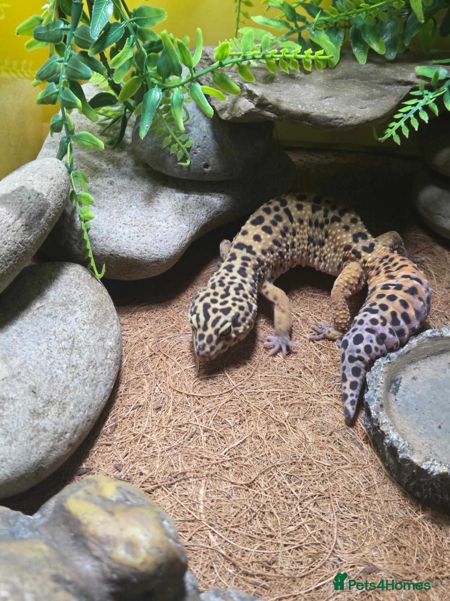 Gecko reptiles 1 year old Gecko and the complete enclosure set up - Advert 1