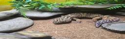 Gecko reptiles for sale: 1 year old Gecko and the complete enclosure set up in Londonderry - Advert 1