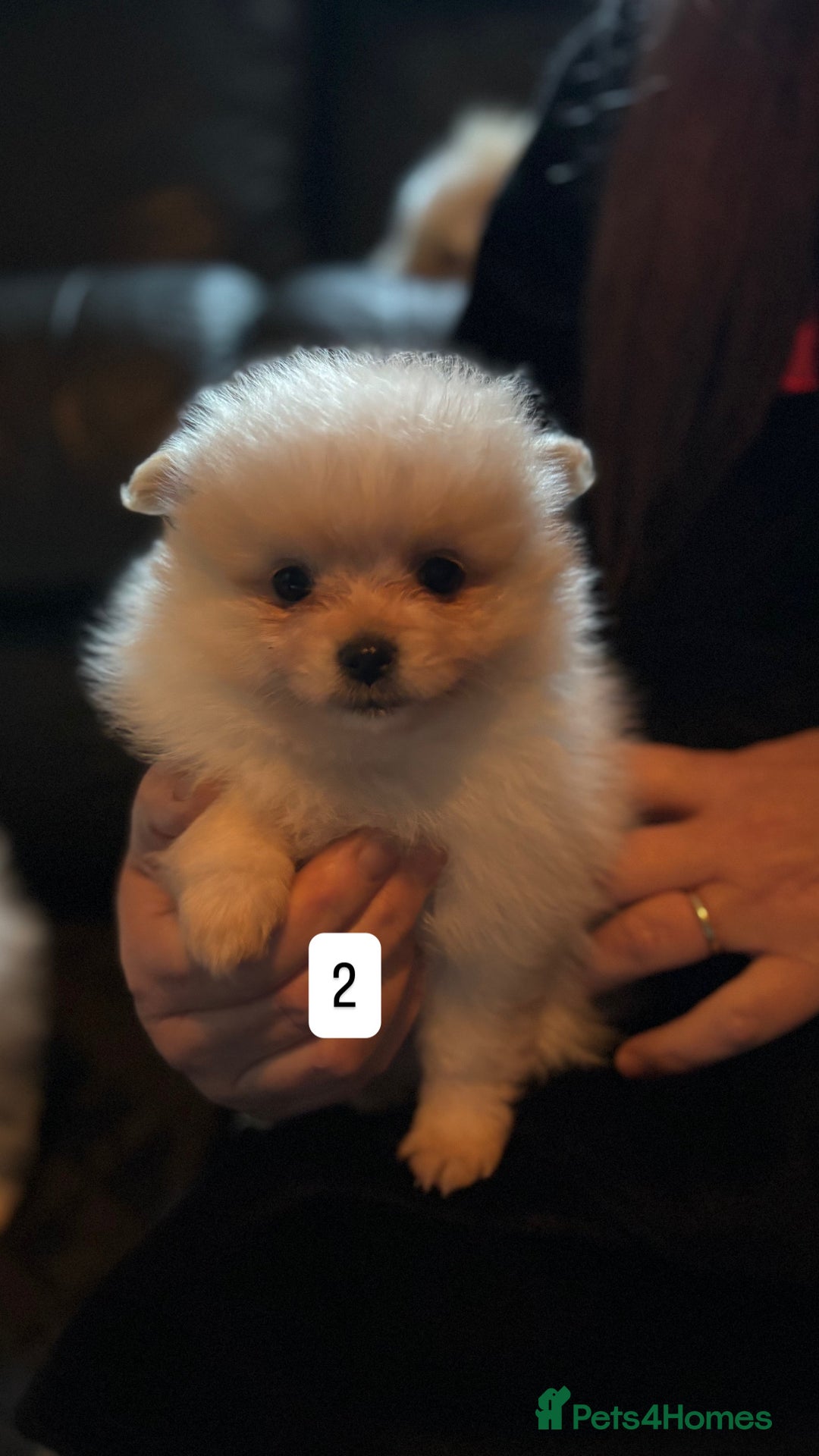 Pomeranian dogs for sale: Pomeranian puppies for sale - Advert 4