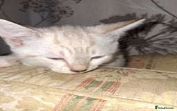 Mixed Breed cats for sale: Gorgeous and rare colour kittens 8weeks ready now - Image 3