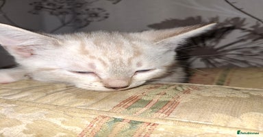 Mixed Breed cats - Advert 1