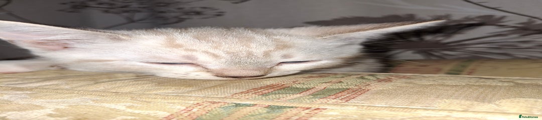Mixed Breed Kitten 2
