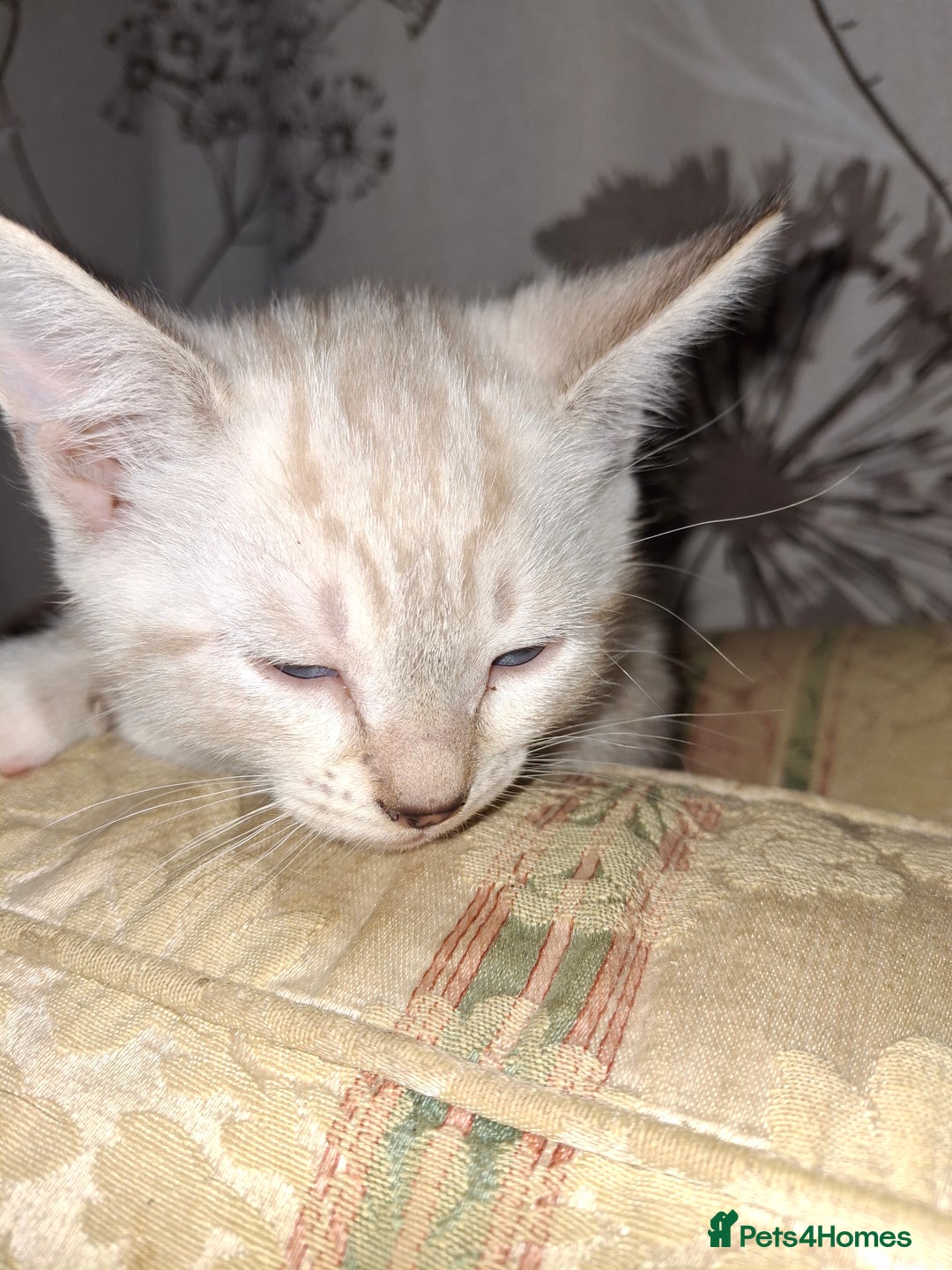 Mixed Breed cats for sale: Gorgeous and rare colour kittens 8weeks ready now - Image 3