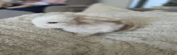 Mini Lop rabbits for sale: Stunning Harli Mini Lop Babies - Advert 22