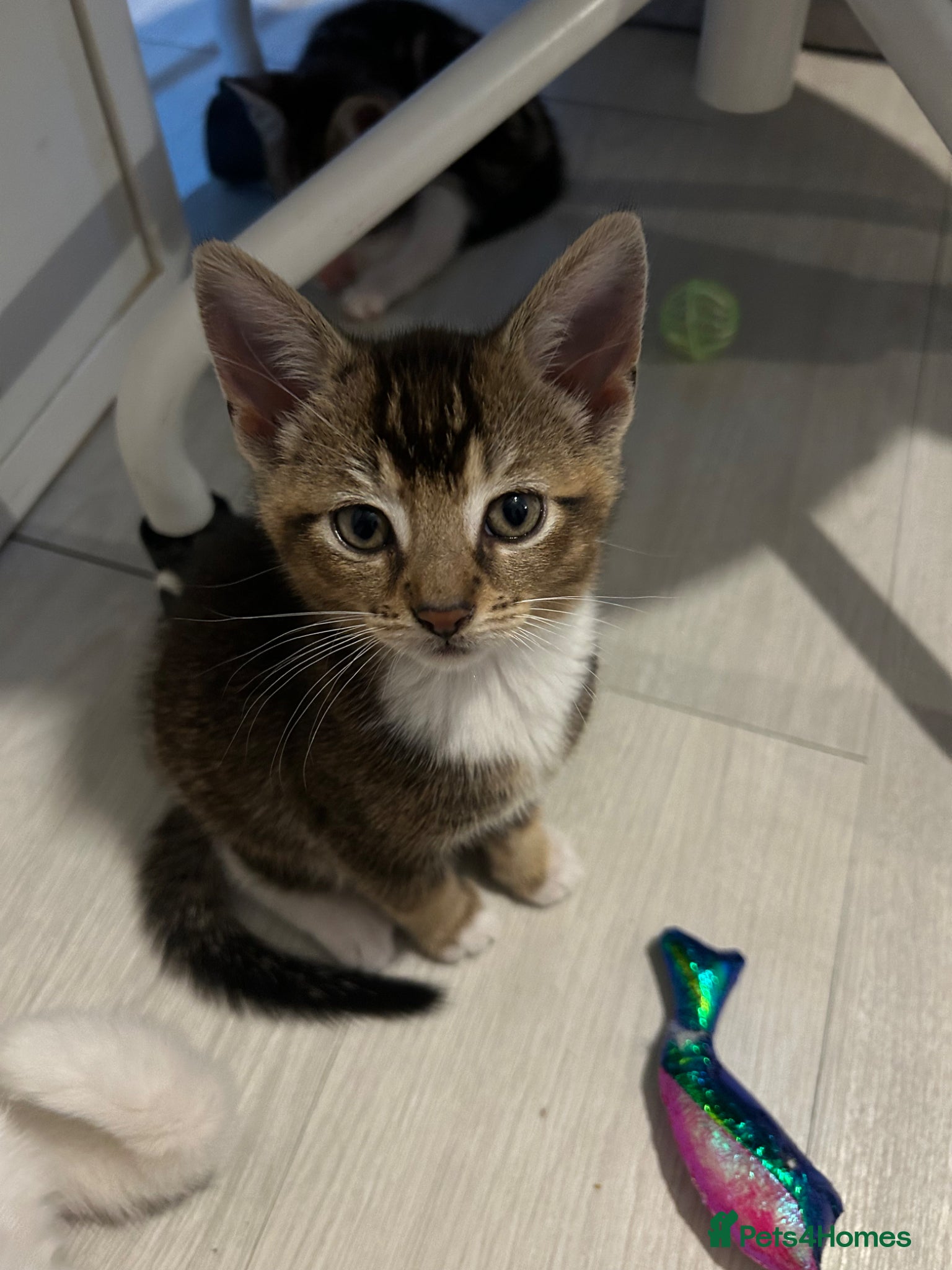 Abyssinian cats 🚨3 Gorgeous Abyssinian Cross needing homes🚨 - Advert 1
