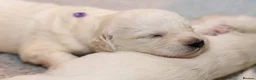 Golden Retriever dogs for sale: Cream Golden Retriever Puppy - Advert 1