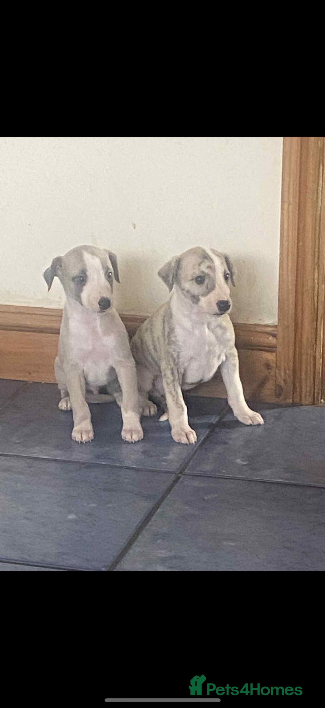 Whippet dogs for sale: Stunning kc registered whippet pups  - Advert 3