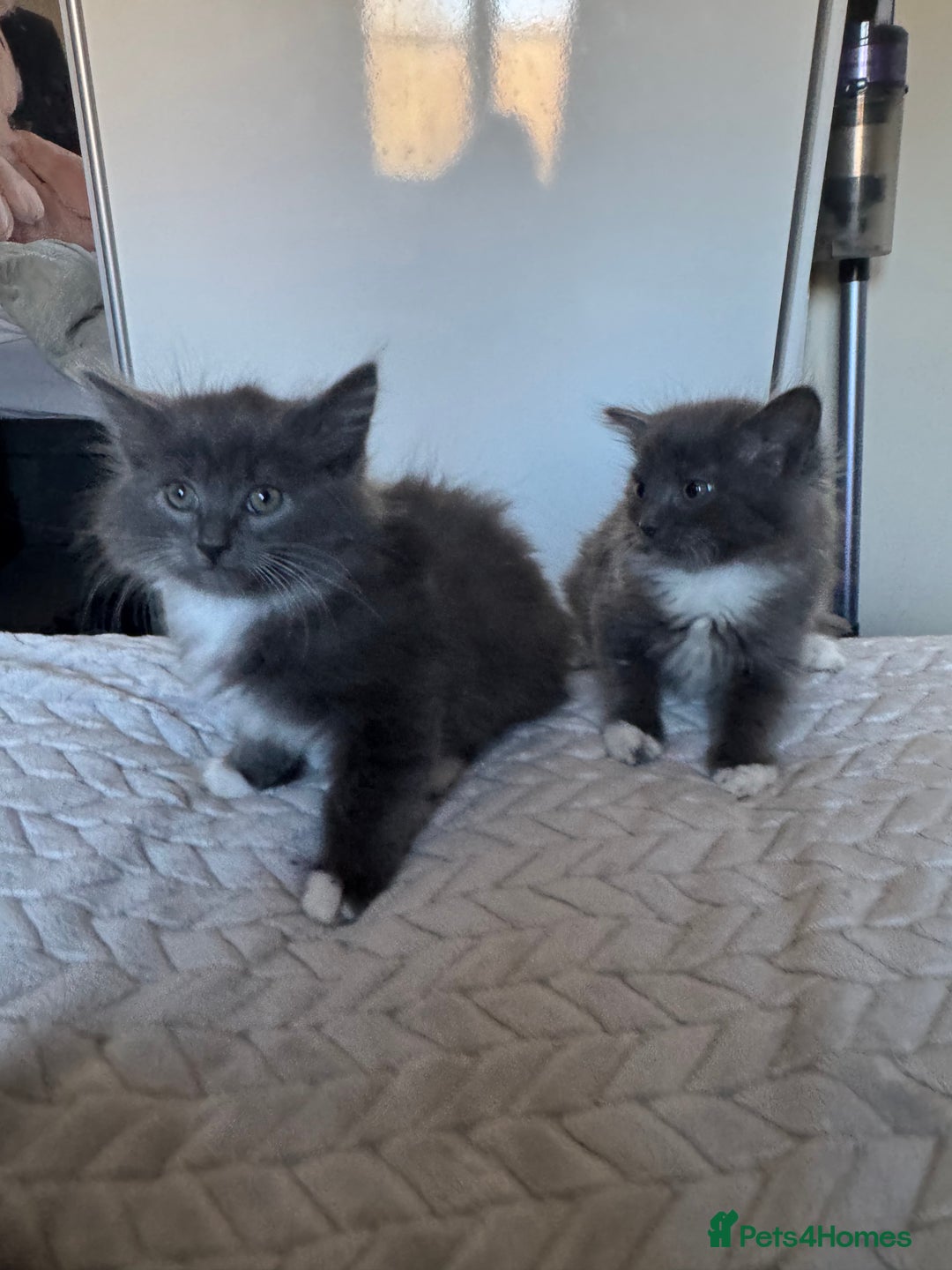 Mixed Breed cats for sale: 4 gorgeous kittens  - Advert 4
