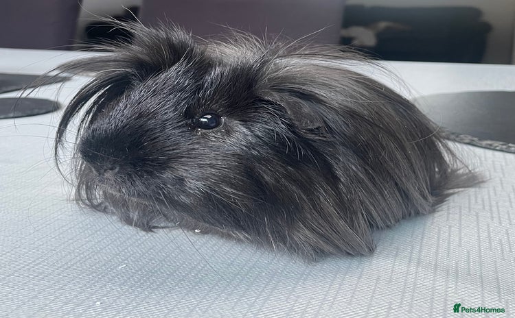 Guinea Pig rodents - Advert 8