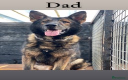 German Shepherd dogs for sale: 5 beautiful sable German shepherd  - Image 7