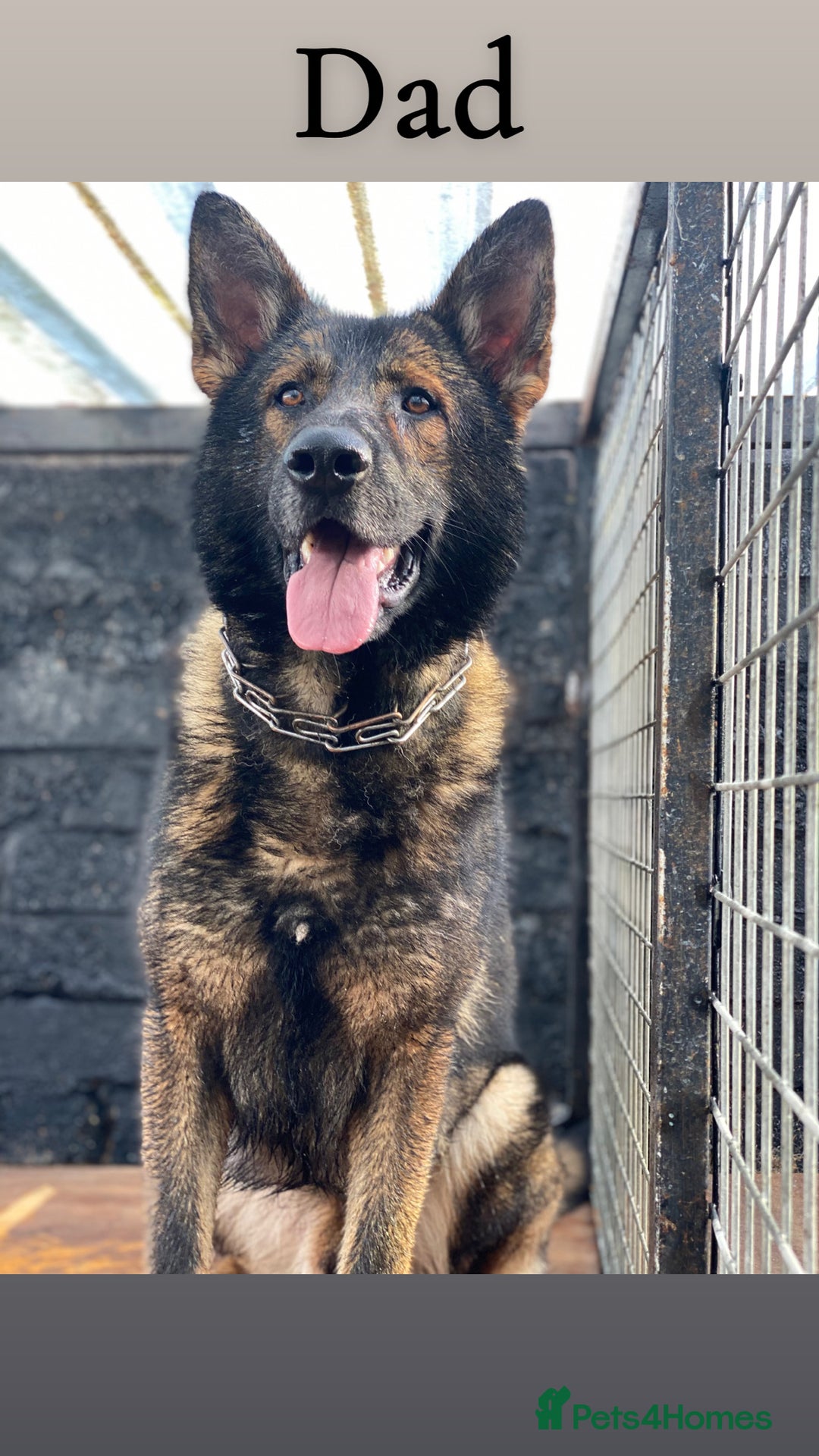 German Shepherd dogs for sale: 5 beautiful sable German shepherd  - Image 7